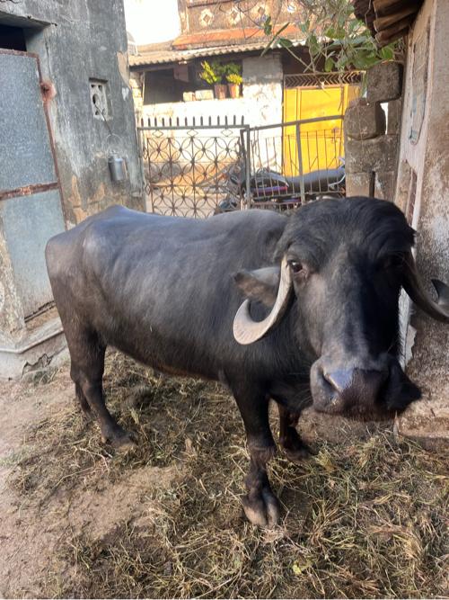 20 25 devas ni var ce