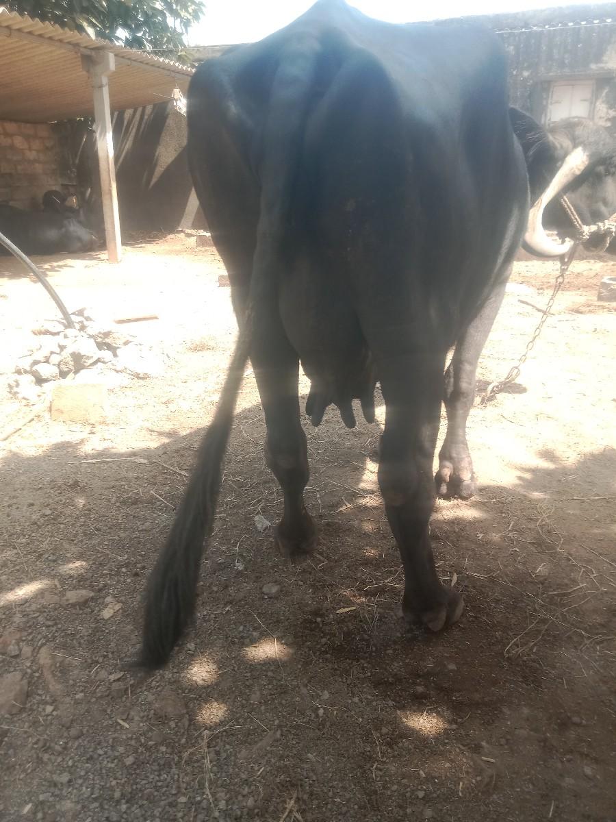 ભેંશ વેચવાની છે