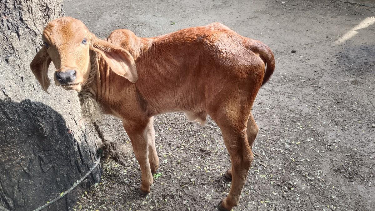 થંબનેલ 3