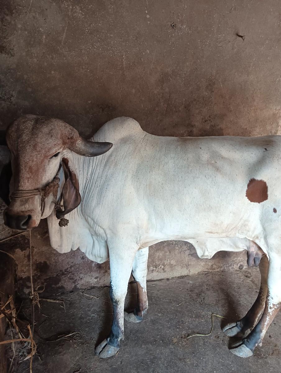 થંબનેલ 2