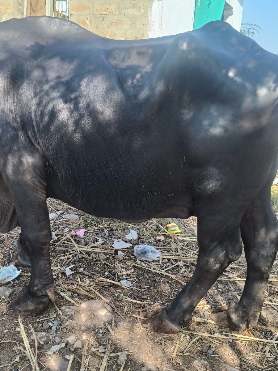 થંબનેલ 2