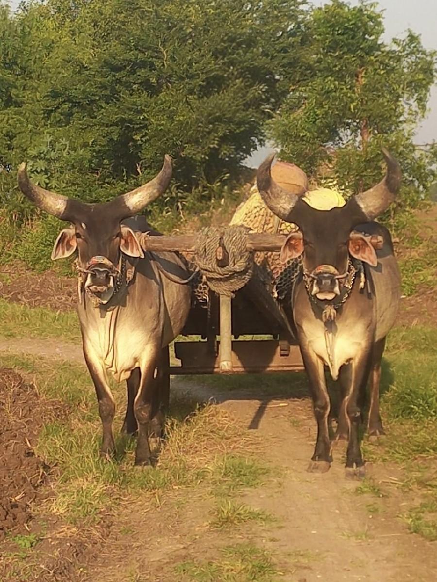 ગોઢલા વેચવાના છે