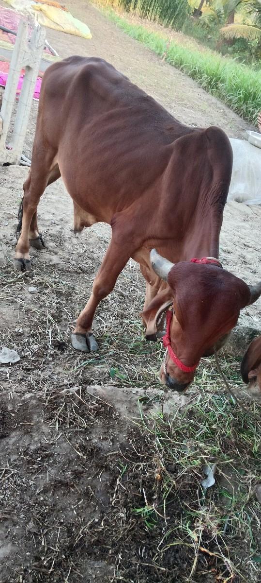 થંબનેલ 2