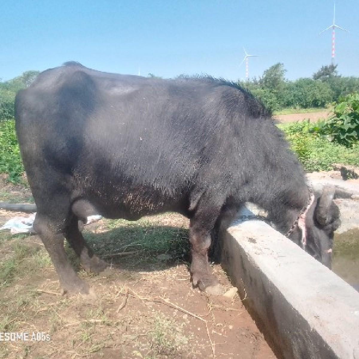 થંબનેલ 3