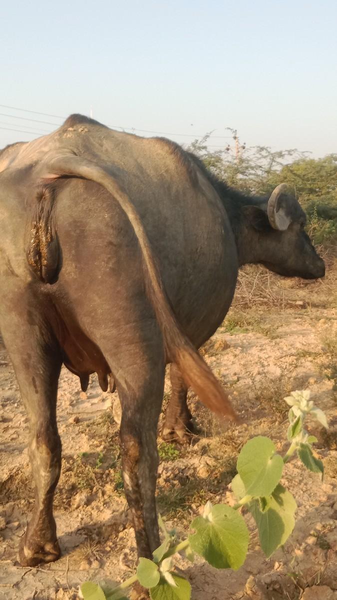 પેલું વેતર ખડેલી વેચવાની છે