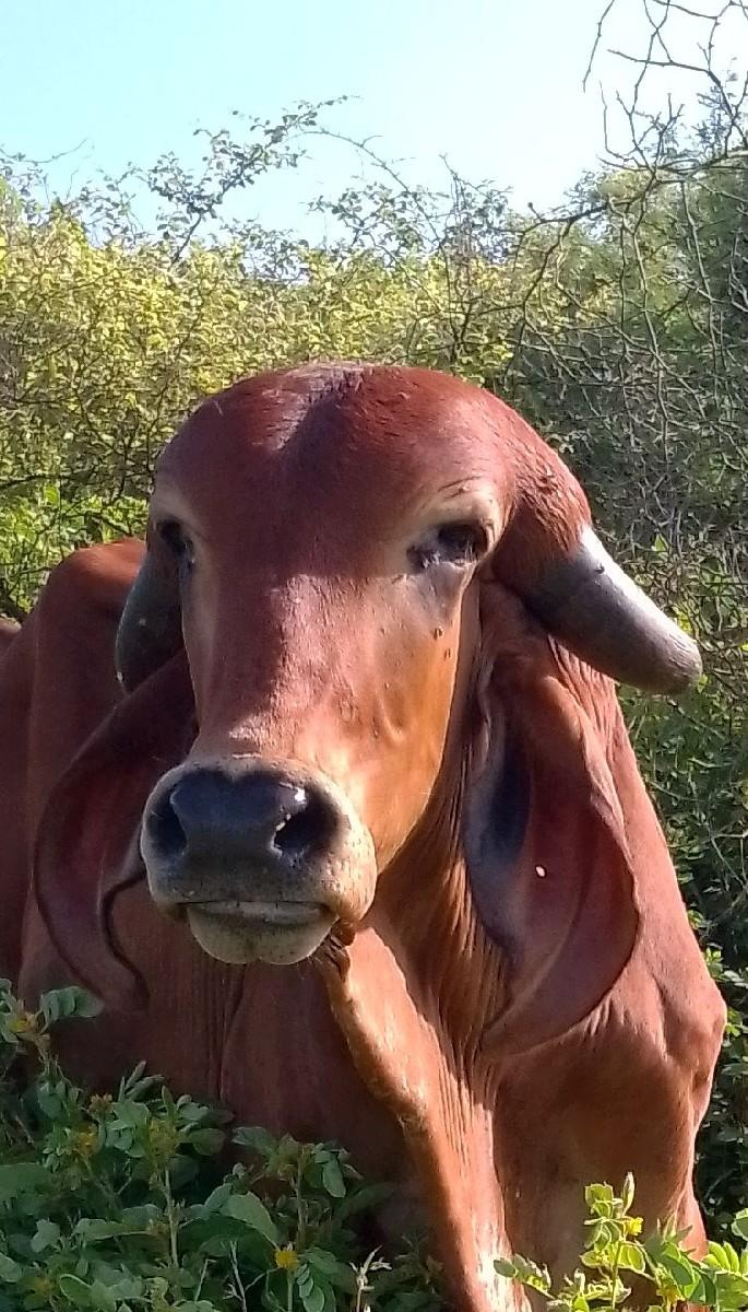 આ હોળકી અને ખુટ વેચવાના છે