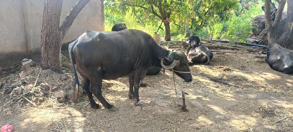 ભેંશ વેસવાની છે