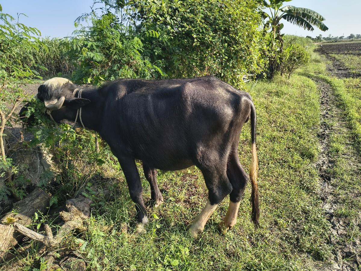 થંબનેલ 3