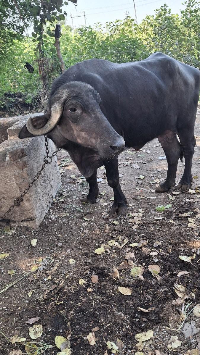 થંબનેલ 3