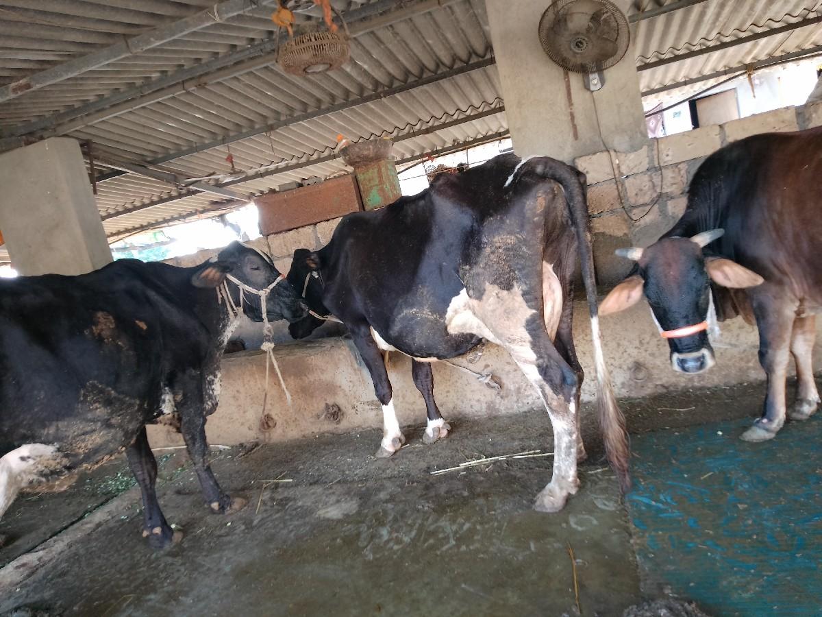 થંબનેલ 3