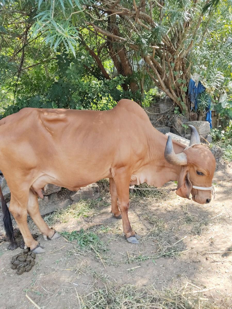 થંબનેલ 2