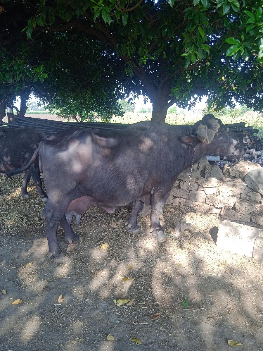 થંબનેલ 3