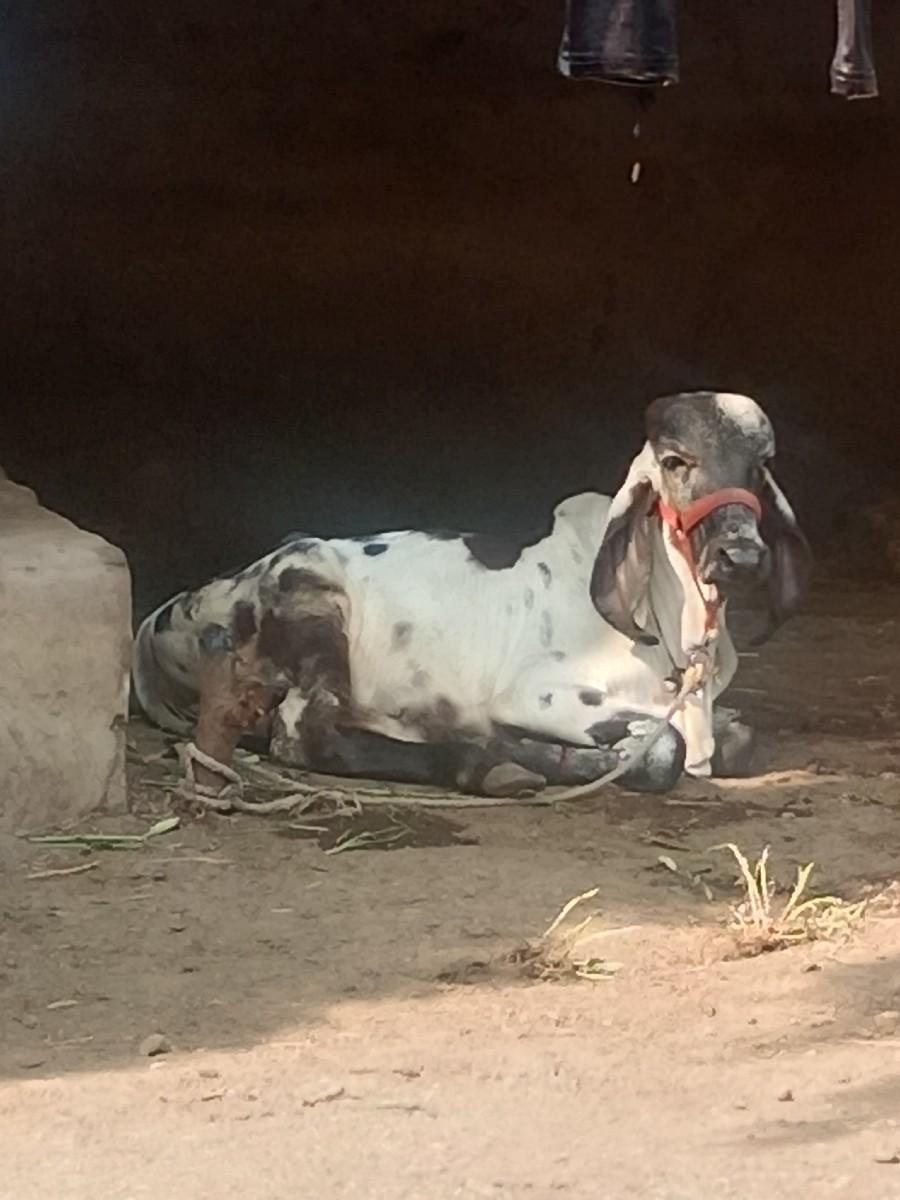 થંબનેલ 3