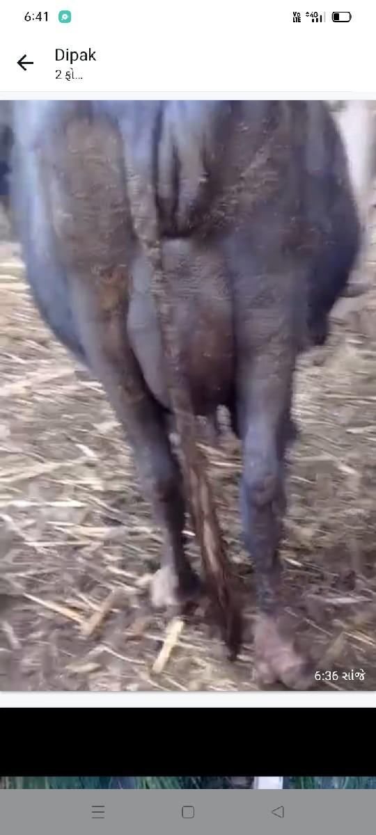 થંબનેલ 2