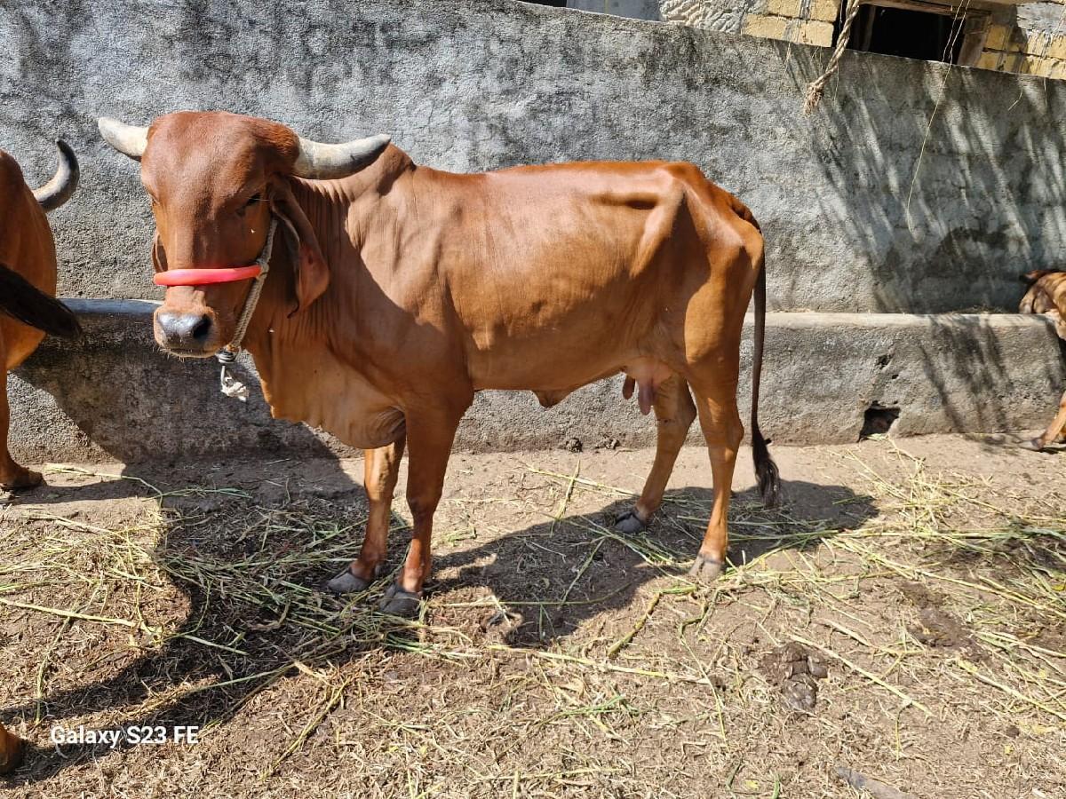 થંબનેલ 2