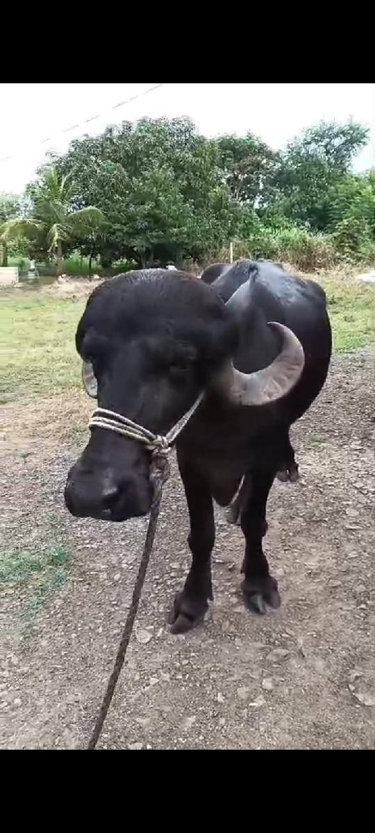 ખડાઈ વેચવાની છે