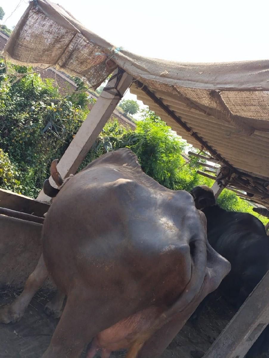 થંબનેલ 2