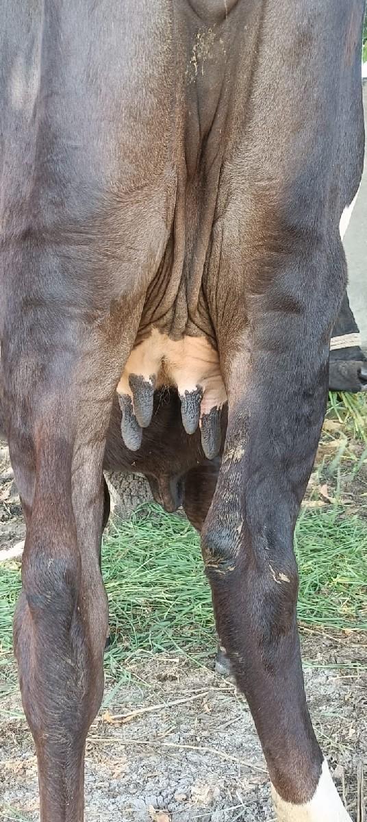 થંબનેલ 4