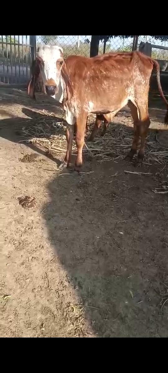 થંબનેલ 2