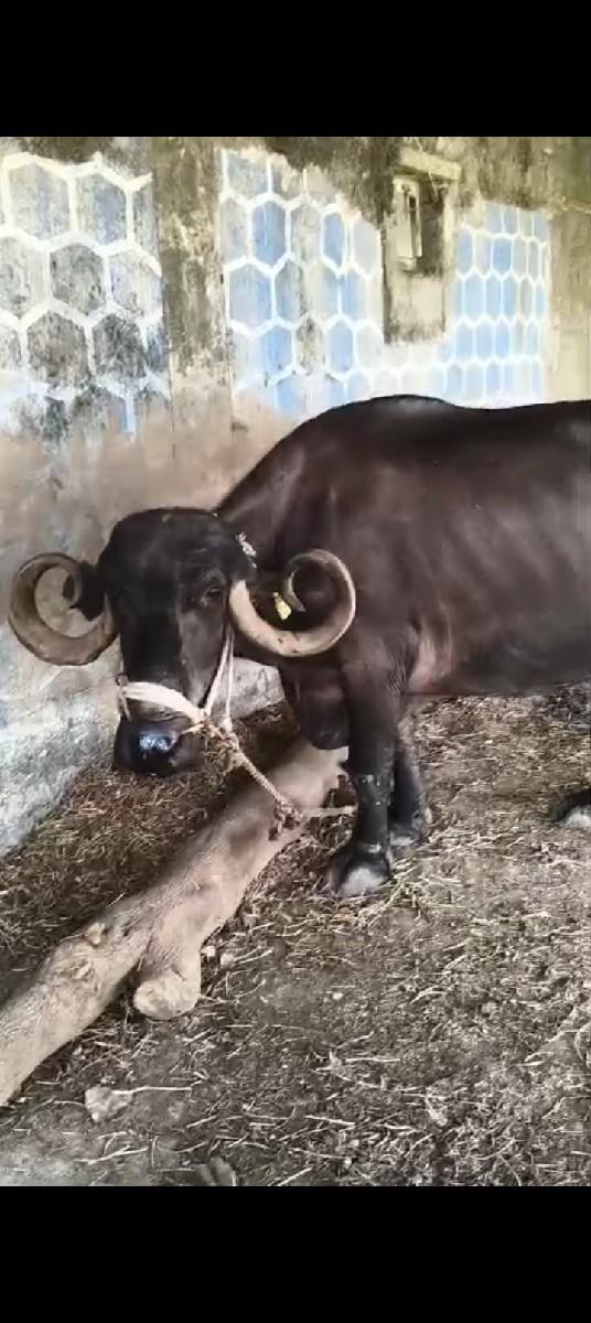 થંબનેલ 2