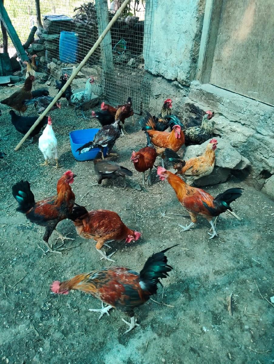 थंबनेल 6