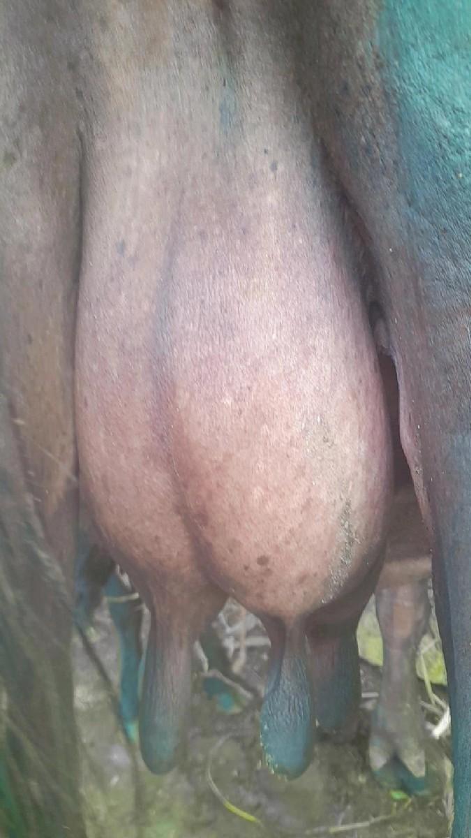 ભેંસ વેચવાની છે