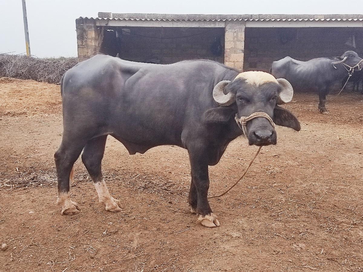 sata pan karvana che