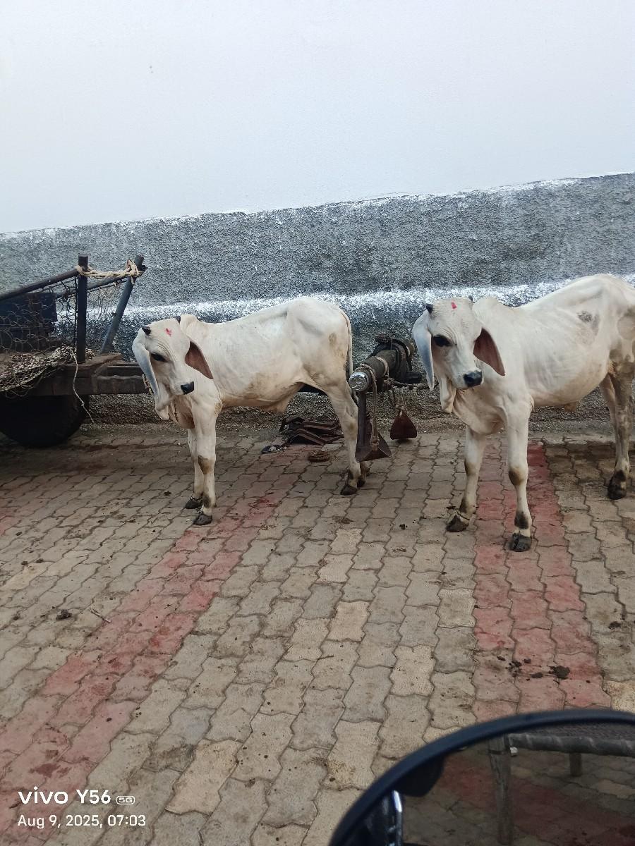 થંબનેલ 2