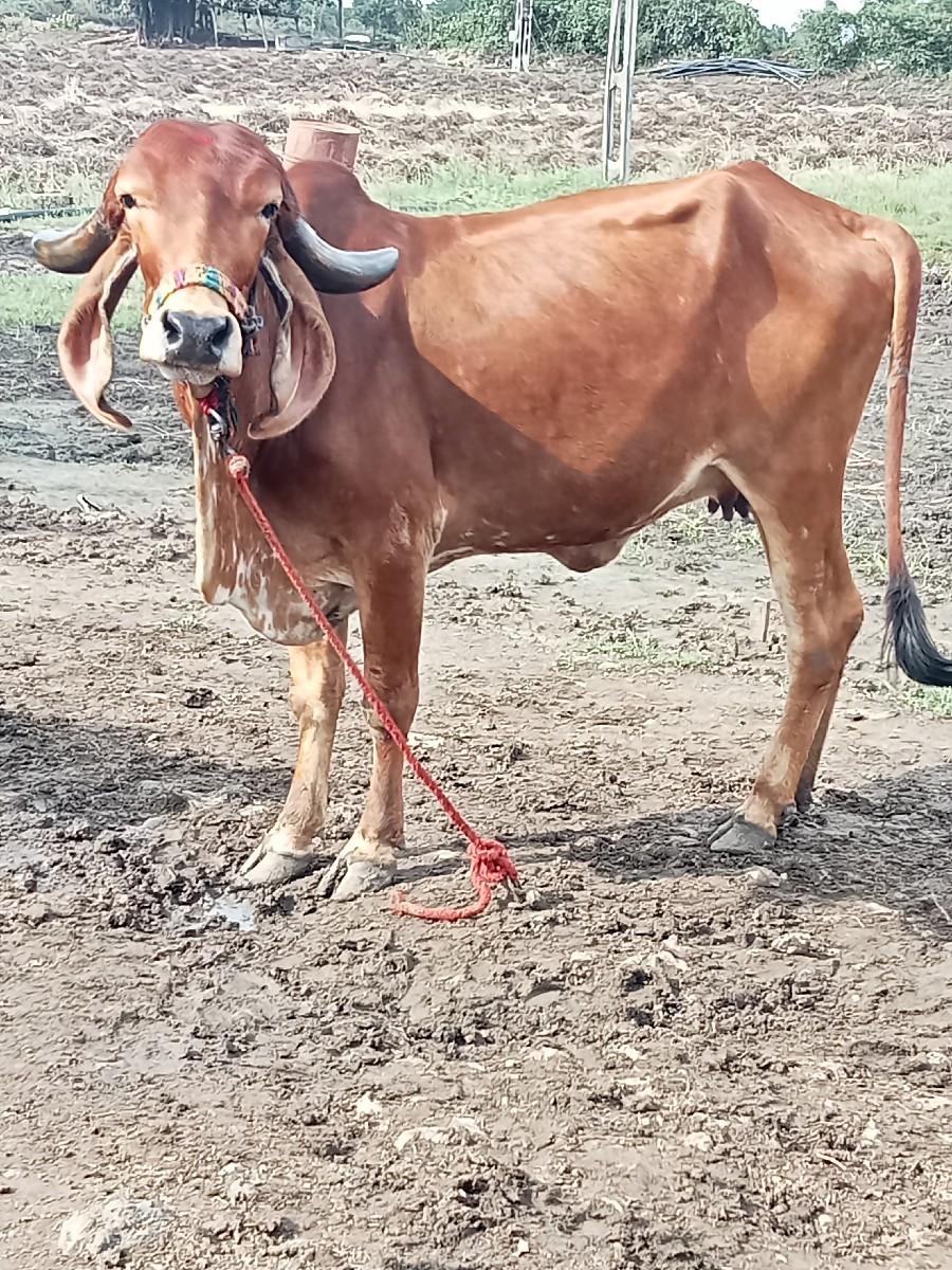 થંબનેલ 3