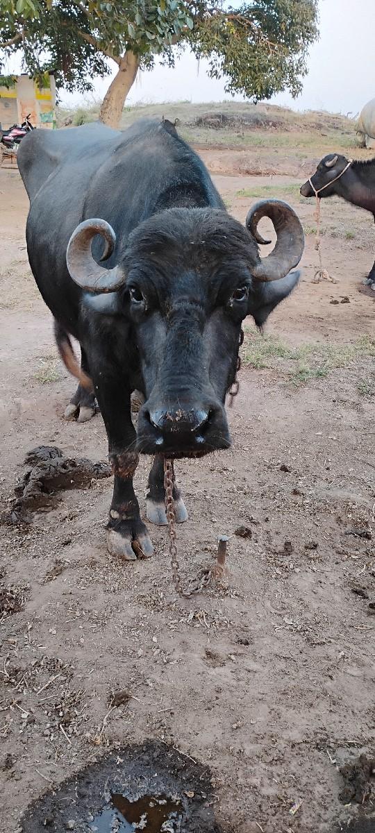 થંબનેલ 3