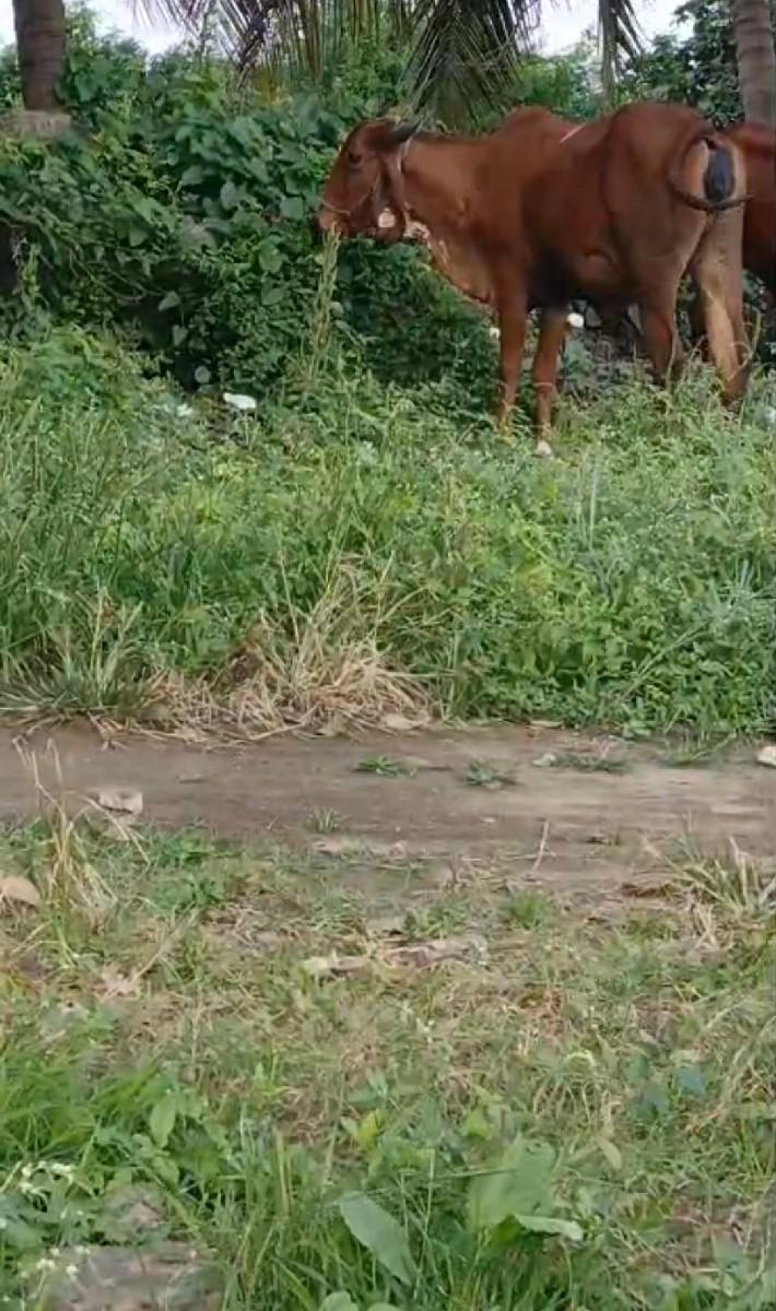 થંબનેલ 3