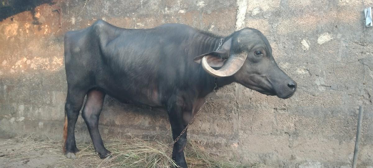 થંબનેલ 2