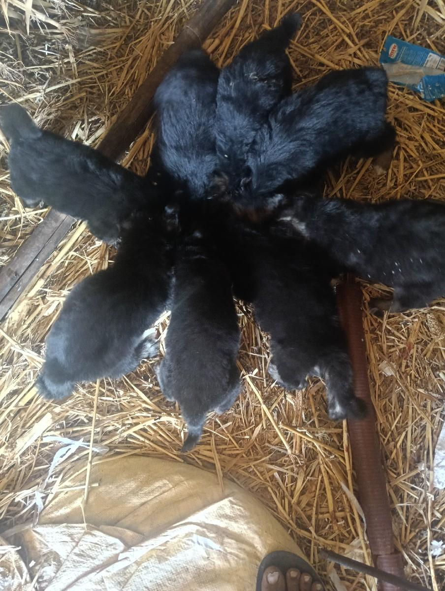 galudiya veshva na se