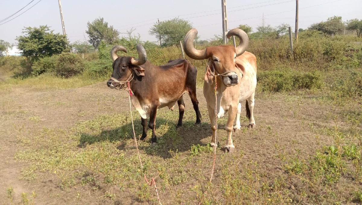 Sulochna Taluka thana ka plot