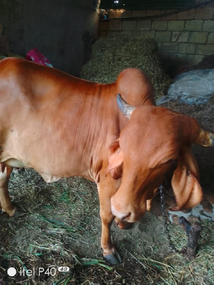 ગાય વેચવાની છે