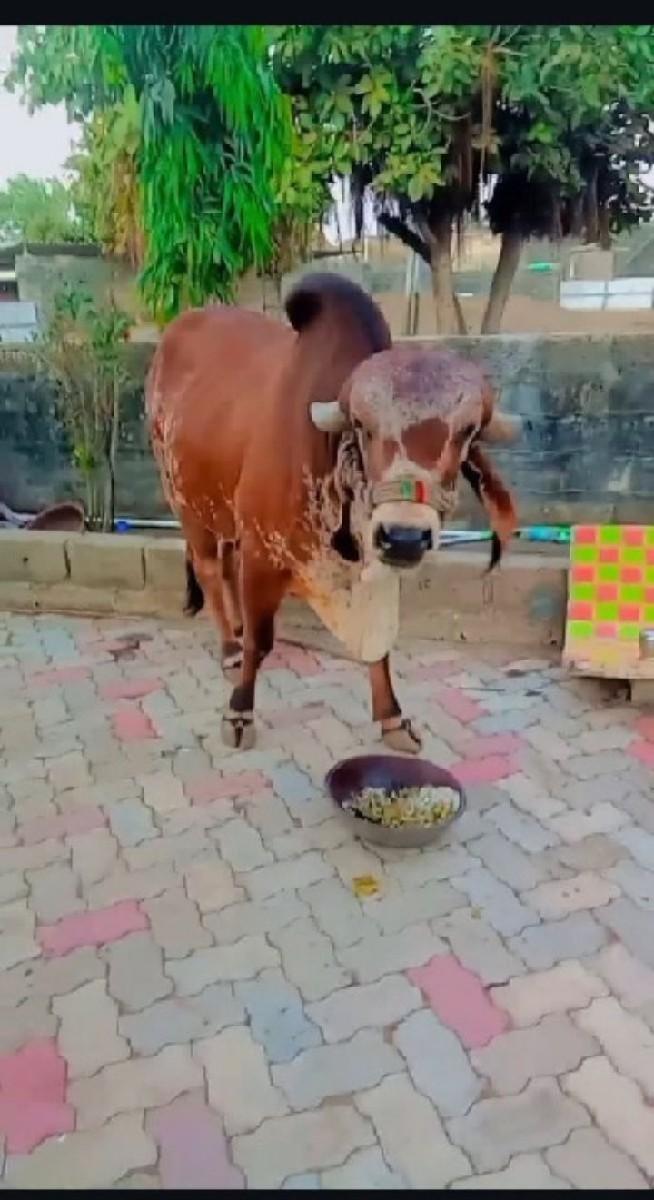 ધણખુટ વોશવાનો છે 1 વાળો પૂરો