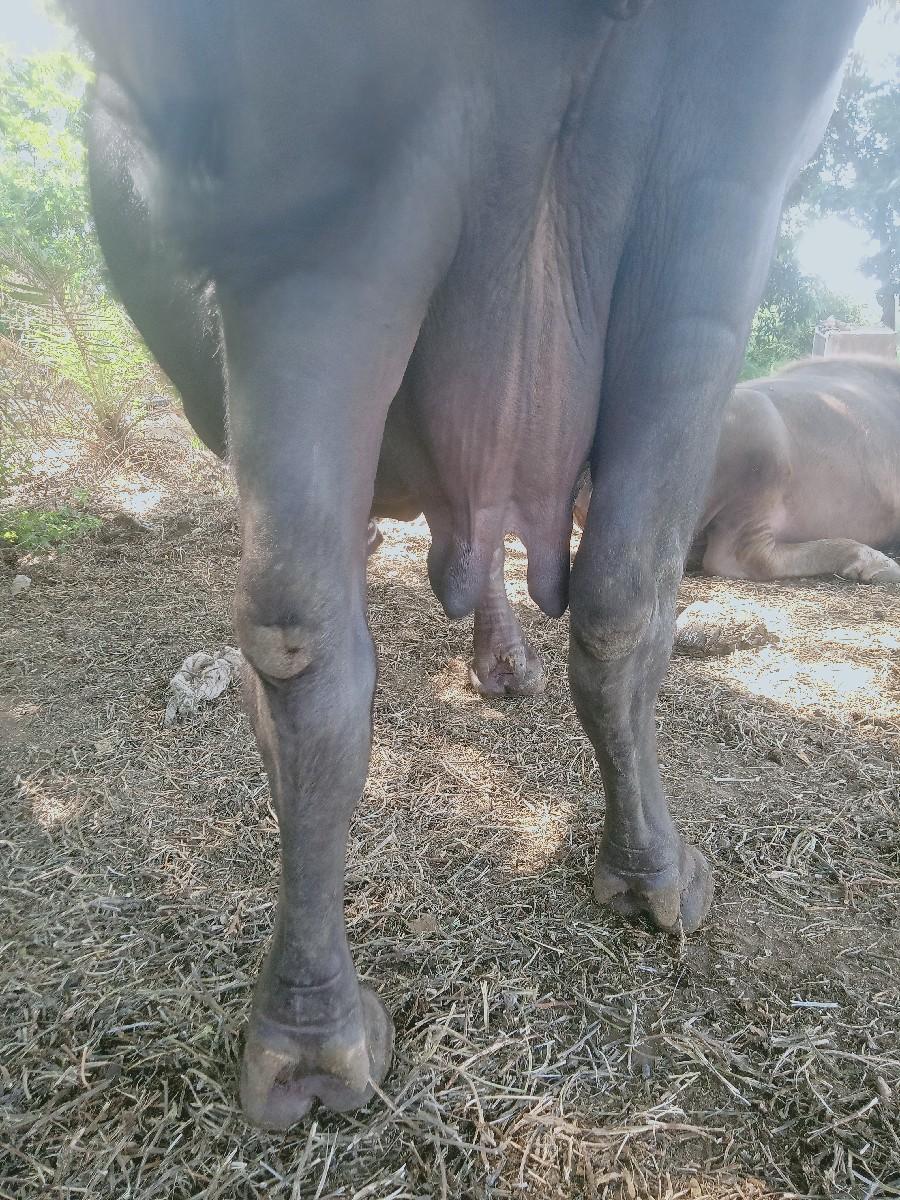 ભેંસ વેચવાની છે ચોથું વેતર