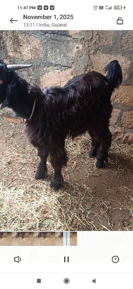 થંબનેલ 3