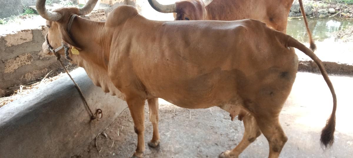 થંબનેલ 2