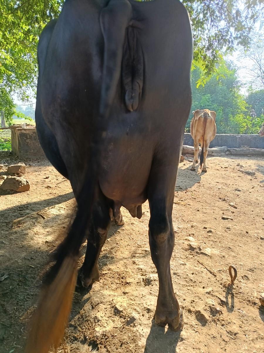 થંબનેલ 3