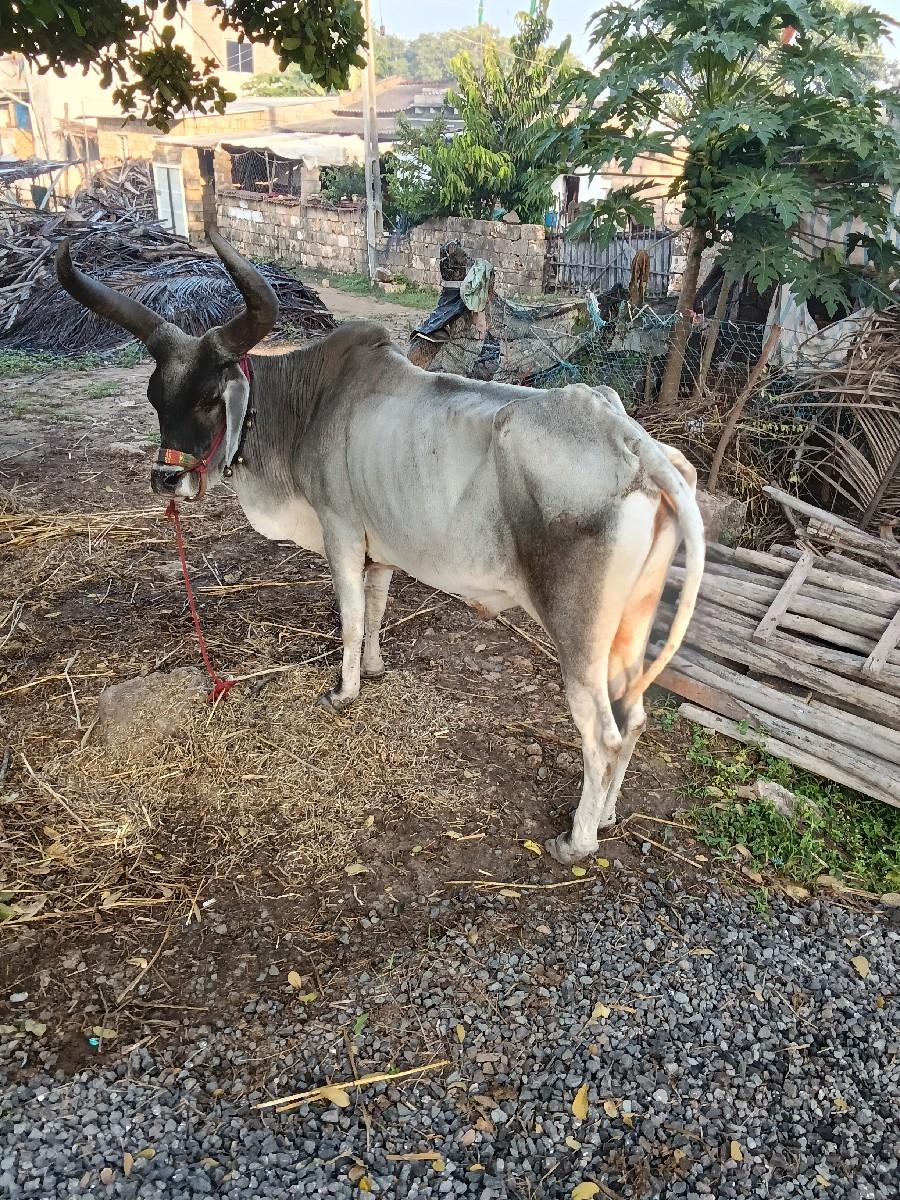 થંબનેલ 3