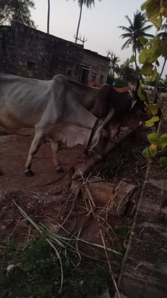 થંબનેલ 3