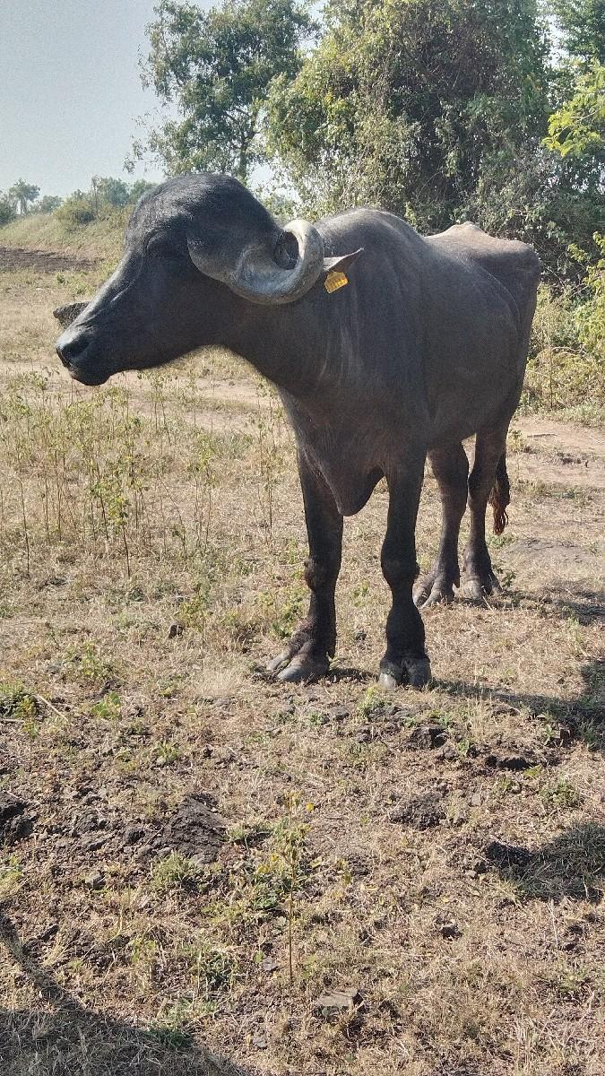 બે ખડેલા વેચવાના છે