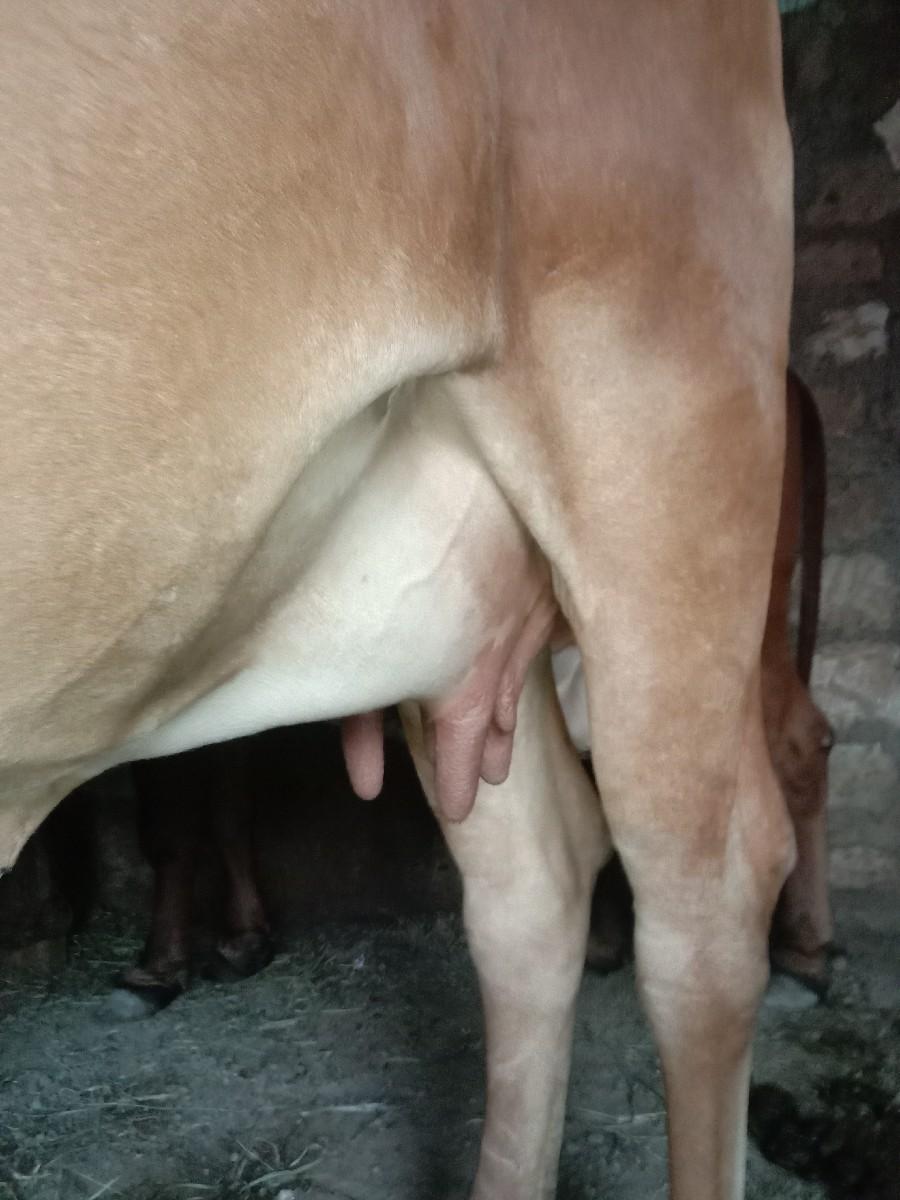 Gir Gaye pahle vedar