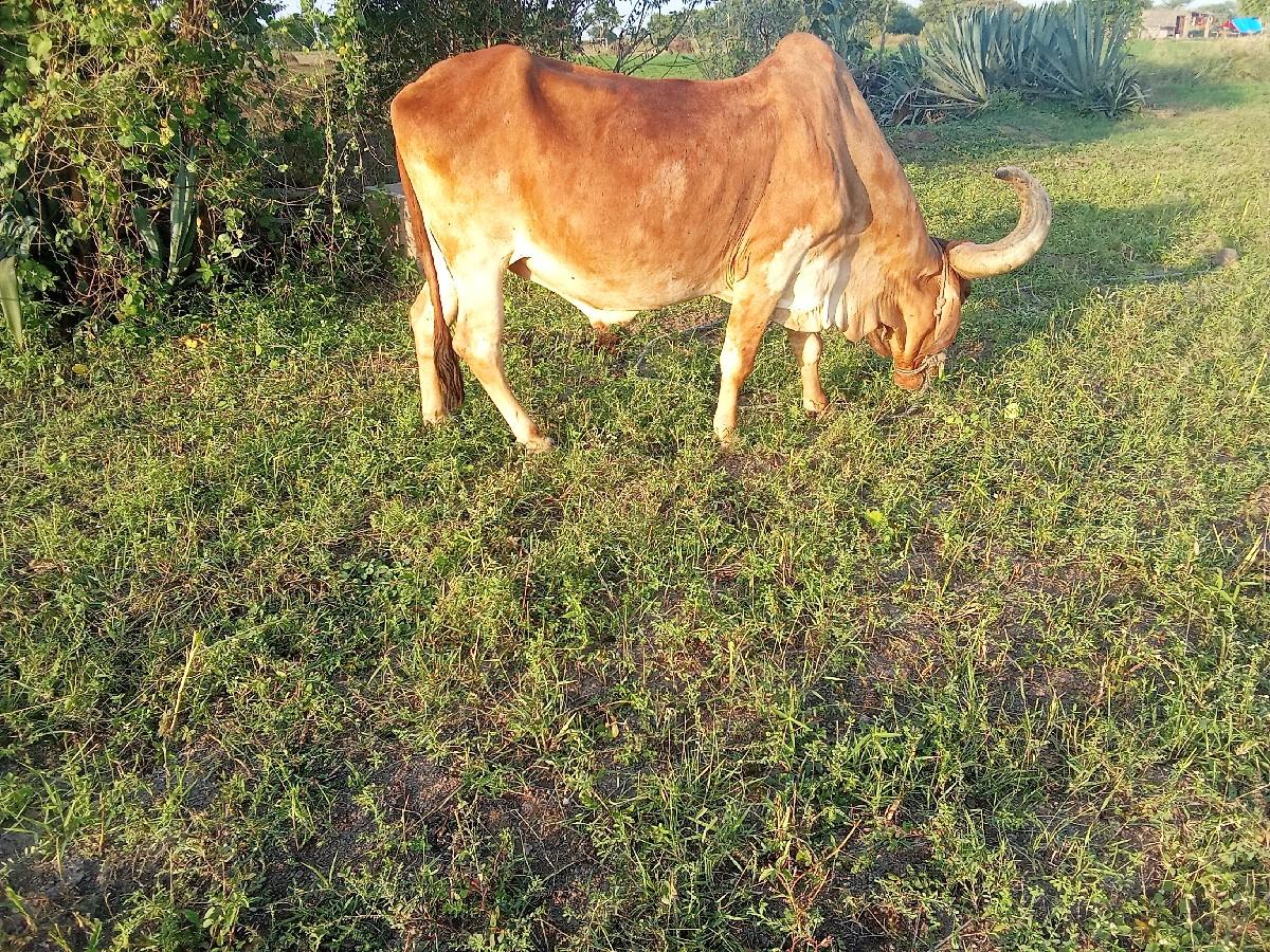 થંબનેલ 2