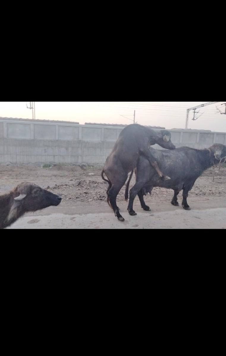 પાડો છે ફુયટો નથી