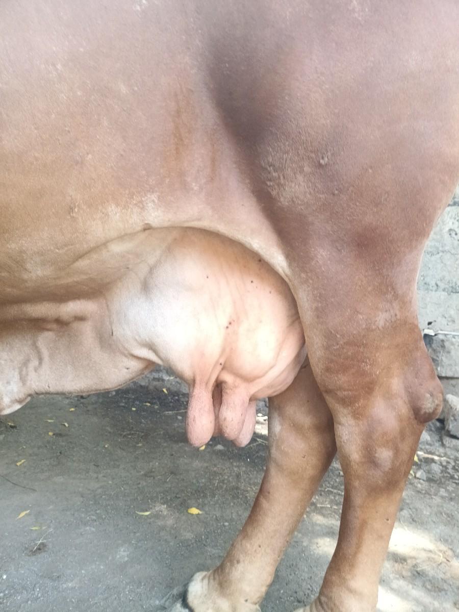 આ ગીર ગાય વેચવાની છે