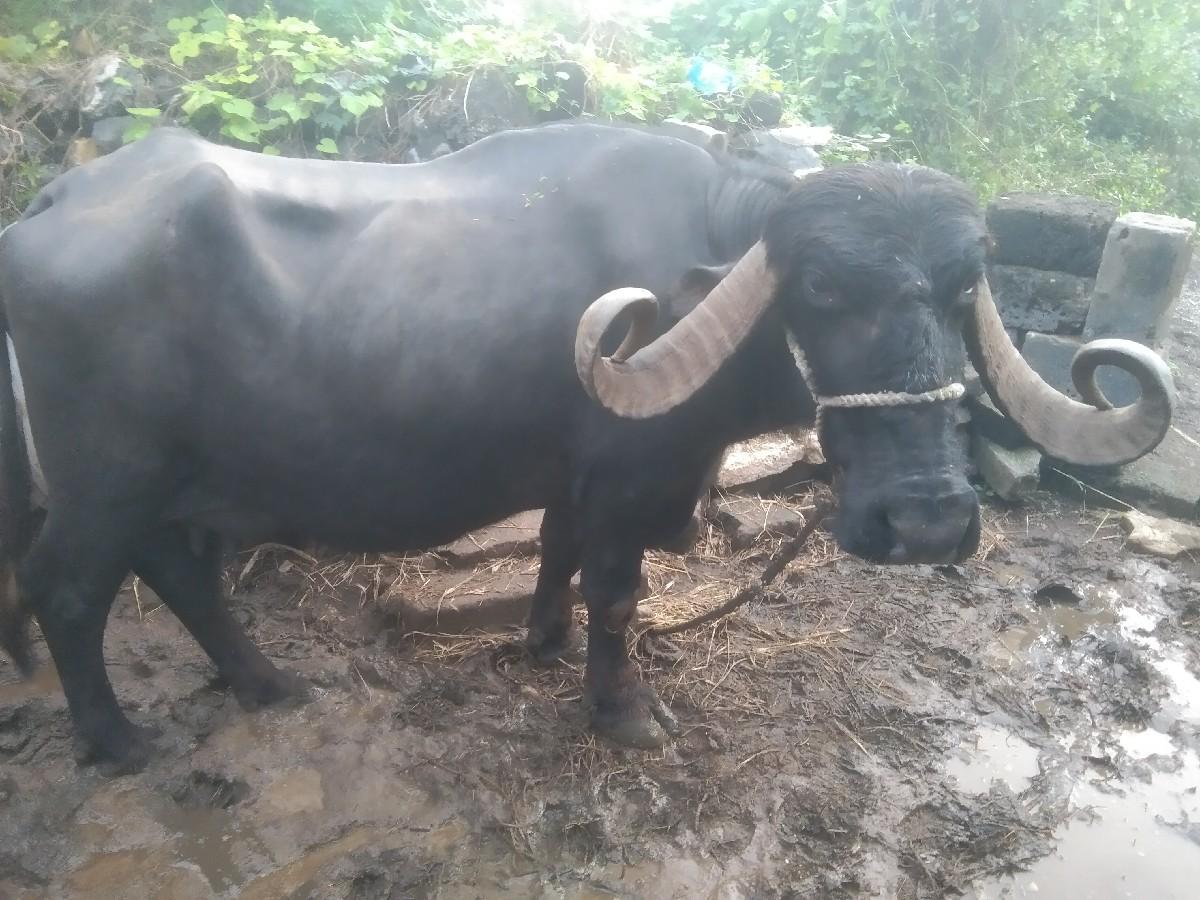 થંબનેલ 2