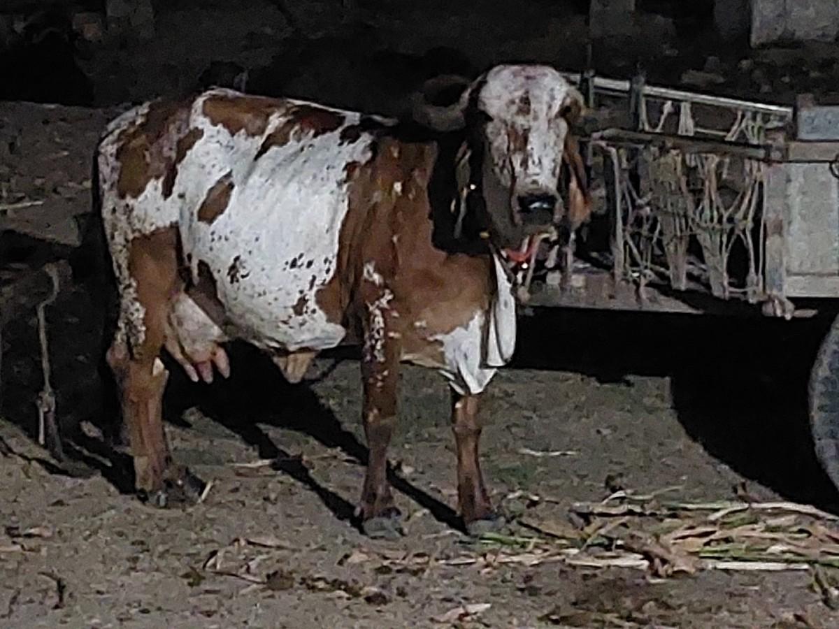 થંબનેલ 2