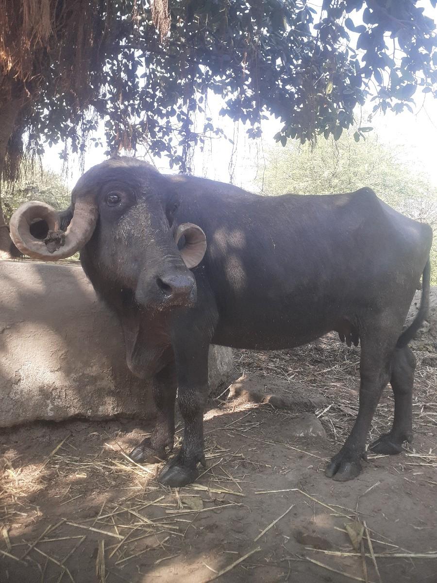 થંબનેલ 3